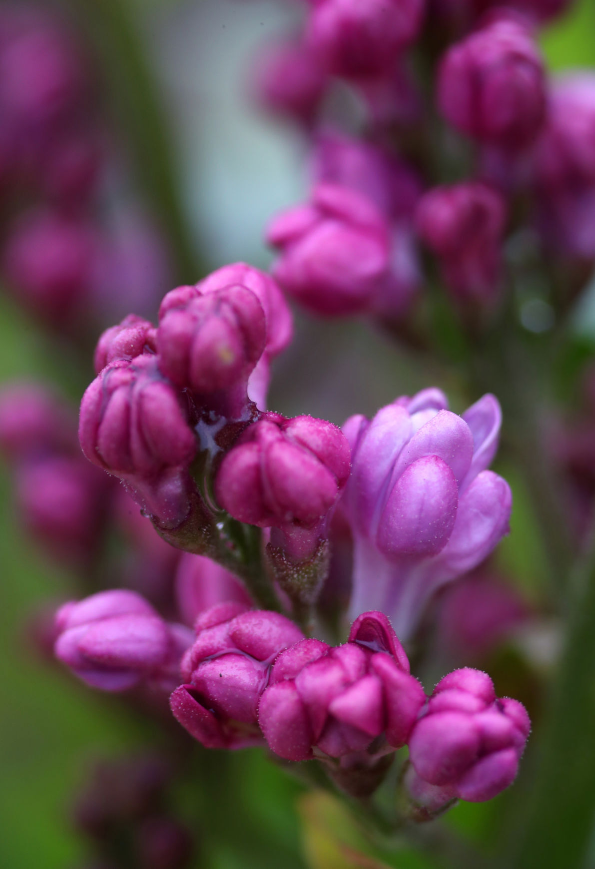 122720-yir-photos-lilacs